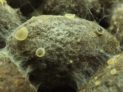 Ascobolus sacchariferus