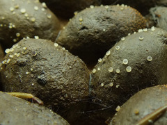 Ascobolus sacchariferus