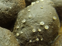 Ascobolus sacchariferus