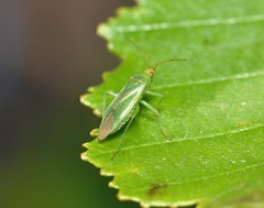 Orthotylus marginalis