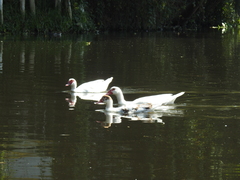 Cairina moschata domestica