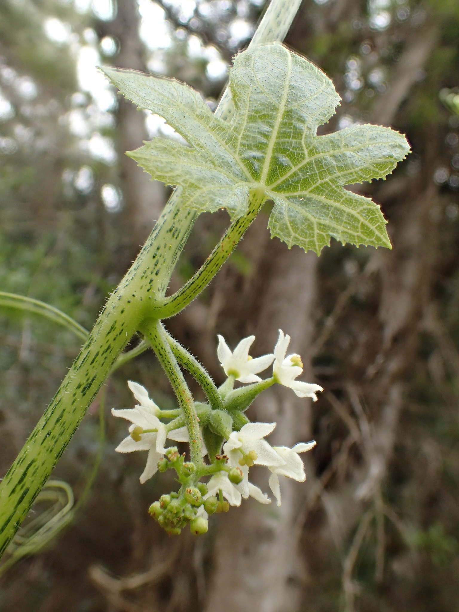 Sicyos lanceoloideus