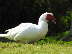 Cairina moschata domestica