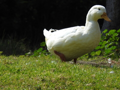 Anas platyrhynchos domesticus