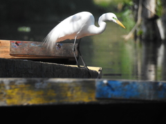 Ardea alba