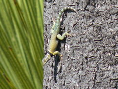 Sceloporus minor
