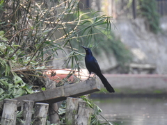 Quiscalus mexicanus