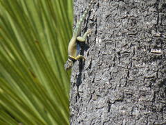 Sceloporus minor