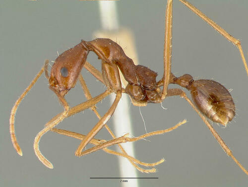 Aphaenogaster mexicanaAphaenogaster mexicana