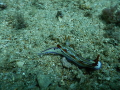 Hypselodoris regina