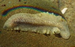 Enchiridium punctatum