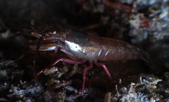Betaeus longidactylus
