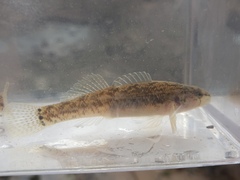 Etheostoma crossopterum