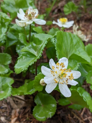 Image of Caltha biflora by (c) Sandy Robertson, some rights reserved (CC BY)
