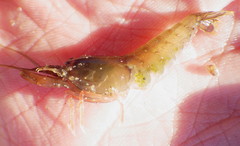 Betaeus longidactylus