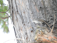 Thryomanes bewickii