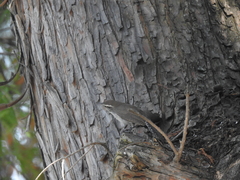 Thryomanes bewickii