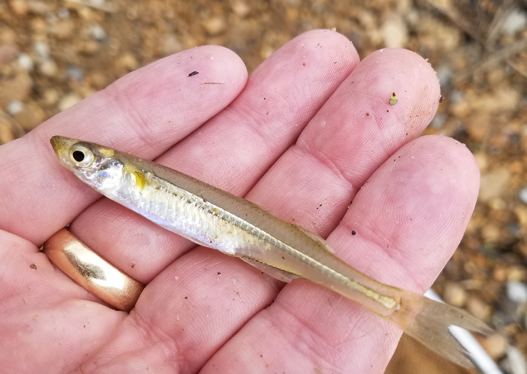 Gulf Silversides