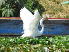 Ardea alba