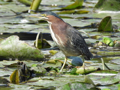 Butorides virescens