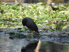 Gallinula galeata