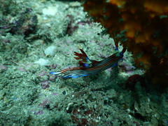 Nembrotha aurea