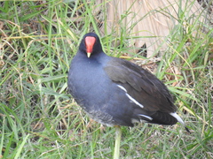 Gallinula galeata