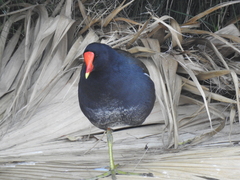Gallinula galeata