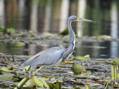 Egretta tricolor
