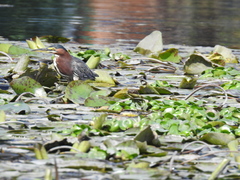 Butorides virescens