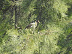 Gallinula galeata