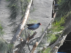 Gallinula galeata