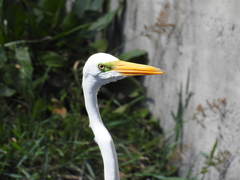 Ardea alba