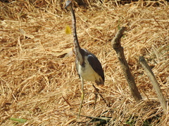 Egretta tricolor