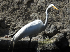 Ardea alba