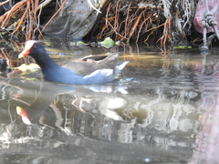 Gallinula galeata
