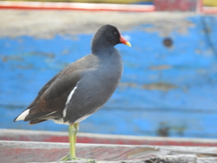 Gallinula galeata