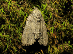 Acronicta immodica