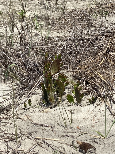Eastern Beach Pricklypear (Opuntia macrarthra)