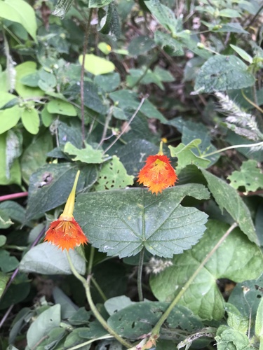 Tropaeolum harlingii (Tropaeolum harlingii)