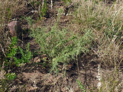 Aspalathus acuminata acuminata