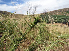Aspalathus acuminata acuminata