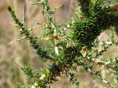 Aspalathus acuminata acuminata