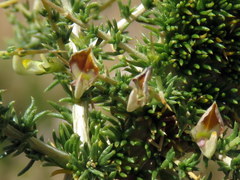 Aspalathus acuminata acuminata