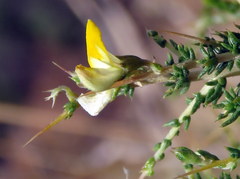 Aspalathus acuminata acuminata