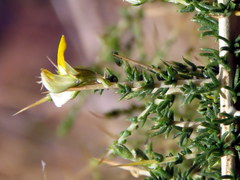 Aspalathus acuminata acuminata