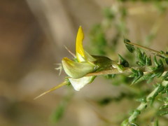 Aspalathus acuminata acuminata