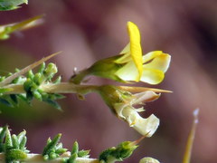 Aspalathus acuminata acuminata