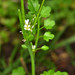 Little Western Bittercress - Photo (c) Don Loarie, some rights reserved (CC BY)
