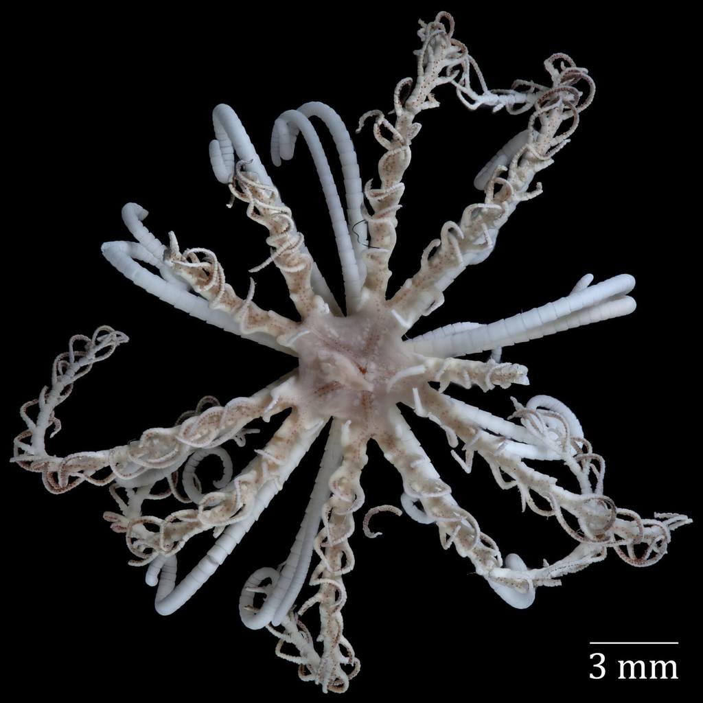 Notocrinoidea